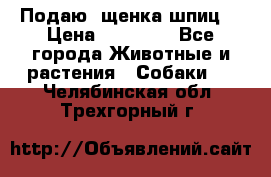 Подаю. щенка шпиц  › Цена ­ 27 000 - Все города Животные и растения » Собаки   . Челябинская обл.,Трехгорный г.